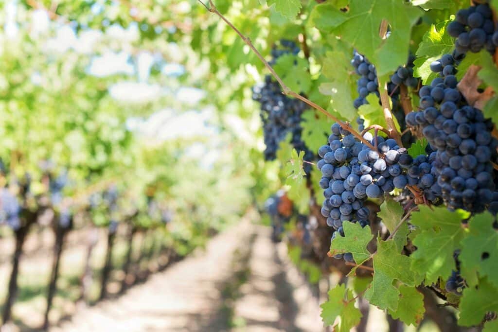 Cabernet Franc. Mörklila druvklasar som växer på vinrankor i en vingård.