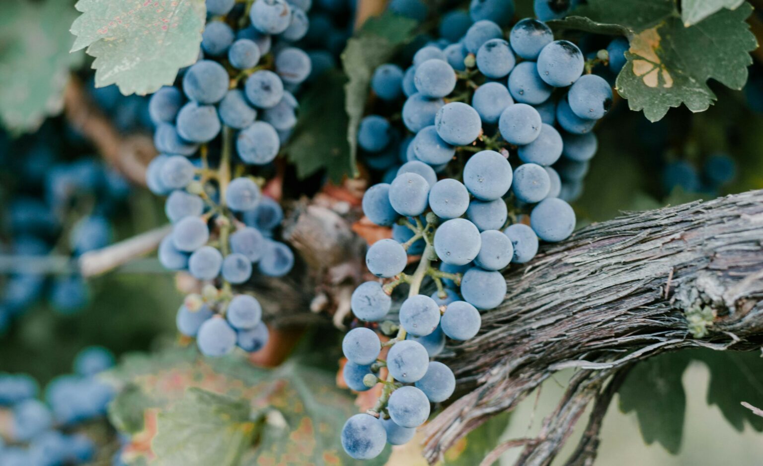 Rött vin utan tanniner: finns det alternativ? Tidblom Wines