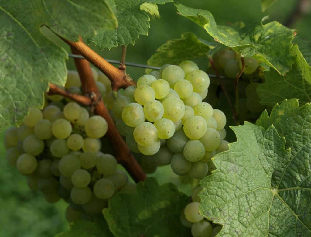 Gröna druvor hänger på en vinranka, omsluten av flera gröna blad.