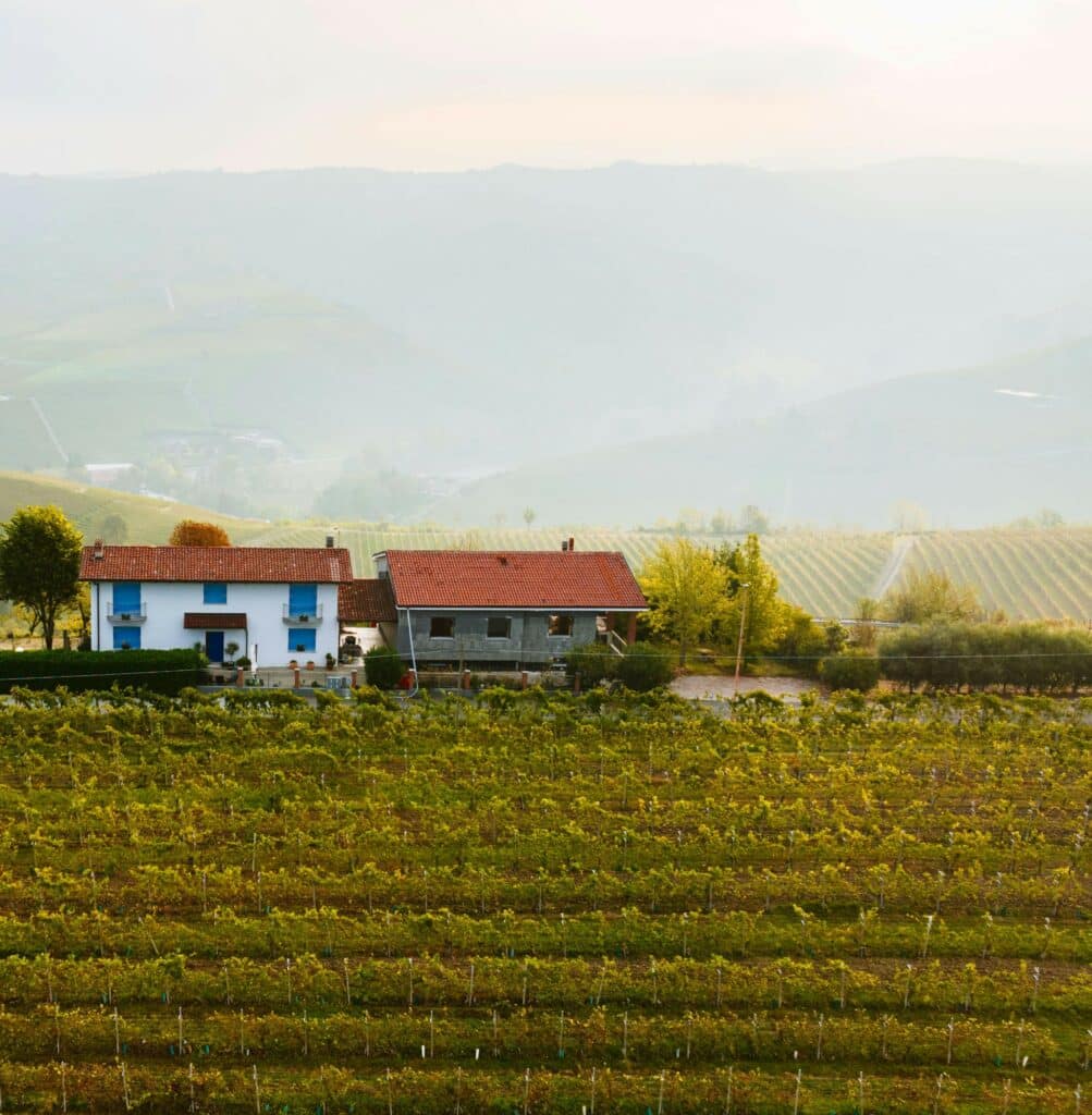 Vinodling i Piemonte, Italien.