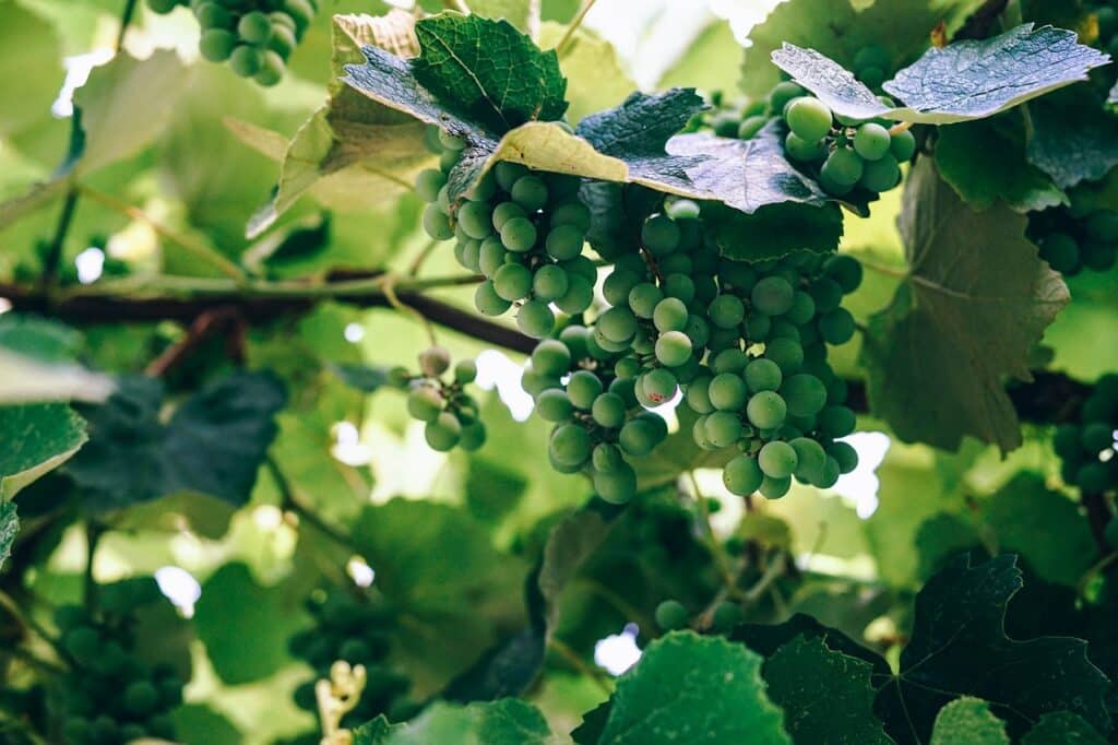 Vad är riesling? Gröna druvor som hänger ifrån ett träd.