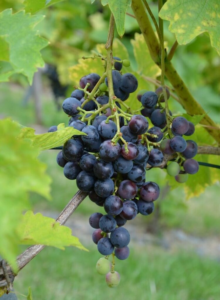 Nebbiolo druvor hänger från en vinranka.