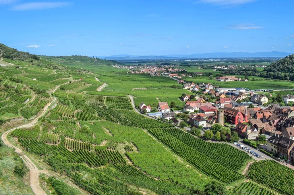 Alsace, Frankrike. Utsikt över vinodling.